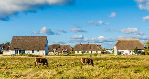 Neuendorf on Hiddensee Church and fisherman's houses with thatched roof in Neuendorf on the Baltic Sea island of Hiddensee, in the foreground horses on a pasture. mecklenburg vorpommern stock pictures, royalty-free photos & images