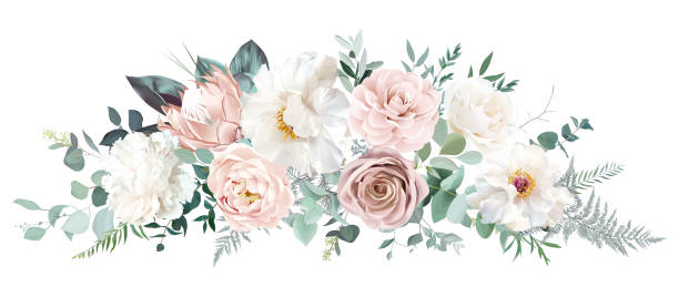 ilustraciones, imágenes clip art, dibujos animados e iconos de stock de camelia rosa pálido, rosa polvorienta, peonía blanca marfil, protea rubor, ranunculus rosa desnudo - cream coloured illustrations