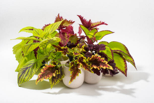 Coleus flowers close up. Coleus flowers close up. Different varieties on white background. Studio shot. coleus photos stock pictures, royalty-free photos & images