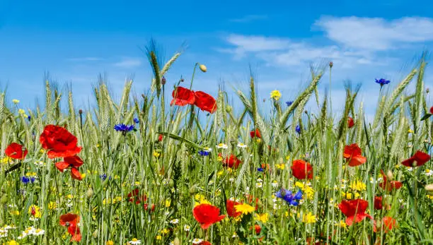 Close-up of a flowering strip at the edge of a cornfield with poppies, cornflowers and other flowers.