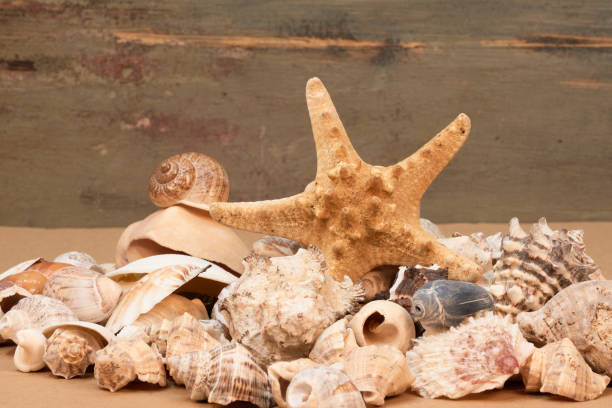 istock starfish and seashells for decoration in the house 1320541031