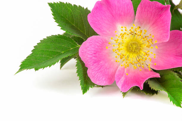 istock Wild rose with simple, non-double flowers on the white background, close-up, macro. 1320541171