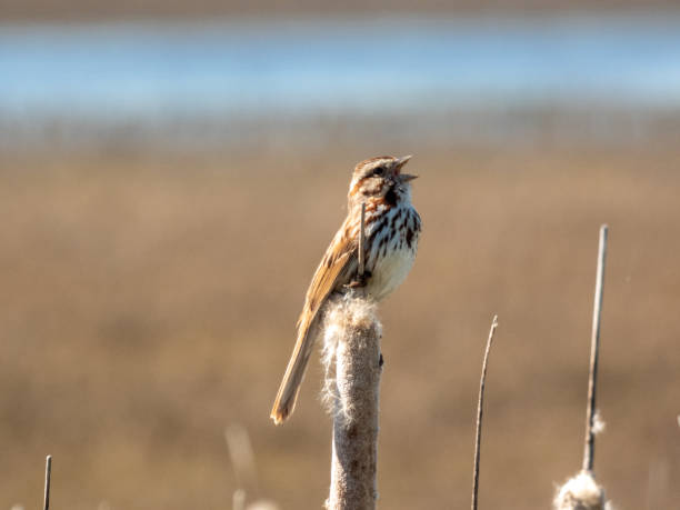 istock Song Sparrow singing her favorite song 1320541187
