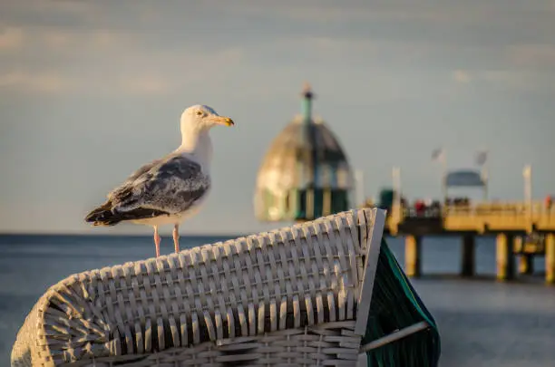 A seagull sits on a beach chair in the Baltic seaside resort of Zinnowitz on the island of Usedom, in the background the pier and the sea.