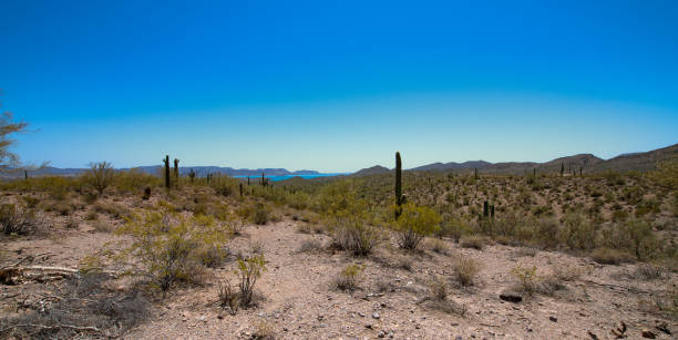 istock Desert landscape in Arizona 1320541384