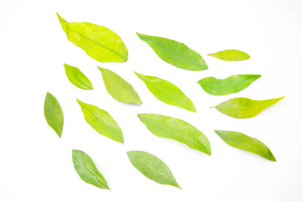 istock green tangerine leaves on white background 1320541978