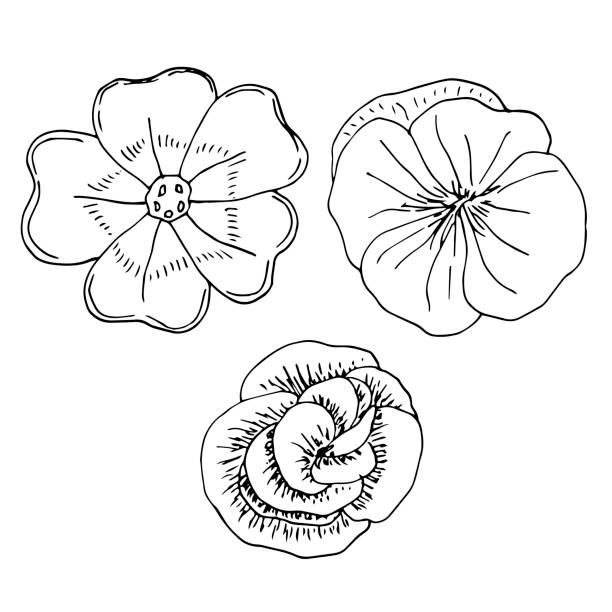 ilustrações de stock, clip art, desenhos animados e ícones de set of indoor flowers primrose, pelargonium, begonia, vector illustration, hand drawn sketch - primrose
