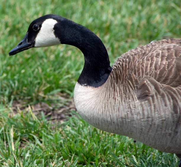 istock Close up of a Canadian goose. 1320543740