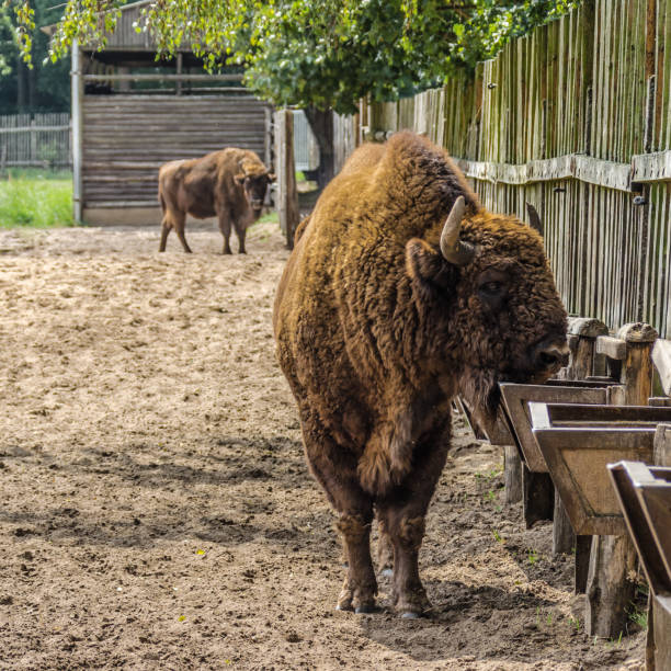 istock Bison in the Mecklenburg Lake District 1320545808