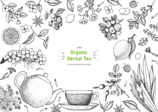 ilustrações, clipart, desenhos animados e ícones de ilustração vetorial da loja de chá de ervas. design vetorial com ingredientes de chá de ervas. coleção de esboços desenhados à mão. estilo gravado. - herbal tea illustrations