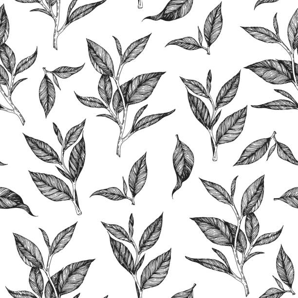 ilustrações de stock, clip art, desenhos animados e ícones de tea seamless pattern. hand drawn tea leaf vector illustration. vintage packaging design. engraved style. - green tea illustrations