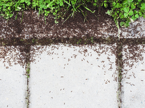A lot of ants are swarming on the paving slabs near growing clover. Anthill