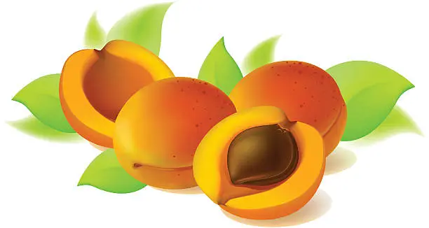 Vector illustration of Apricot