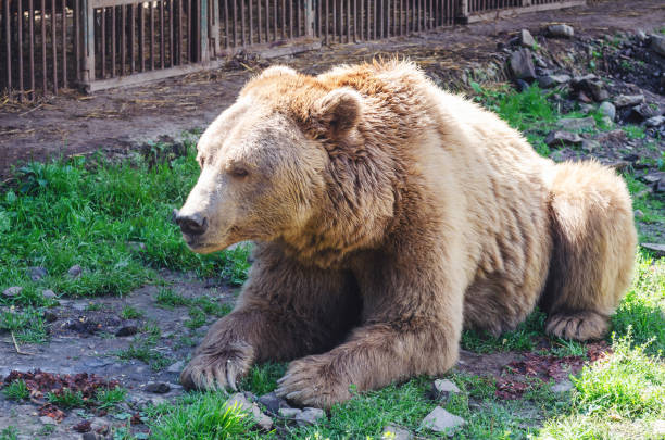 istock Portrait of an old brown bear, a predatory beast 1320547470
