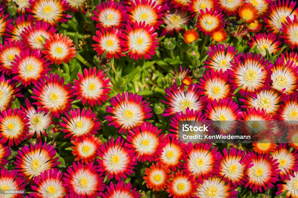 Tiny Delosperma Flowers A close up of tiny orange, white and red delosperma flowers in a Cape Cod garden. Flower Stock Photo