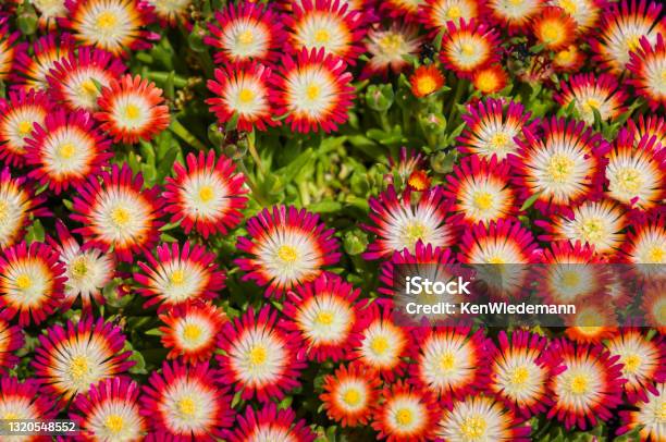 Tiny Delosperma Flowers Stock Photo - Download Image Now - Flower, Orange Color, Perennial