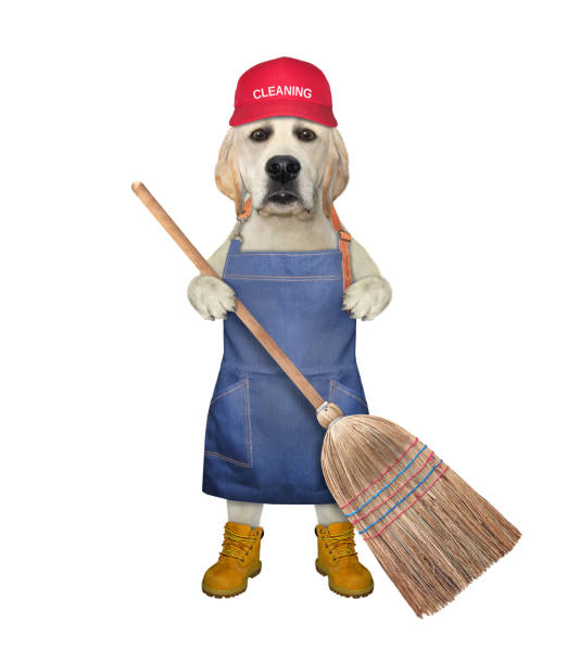 istock Dog labrador stands with straw broom 1320548704
