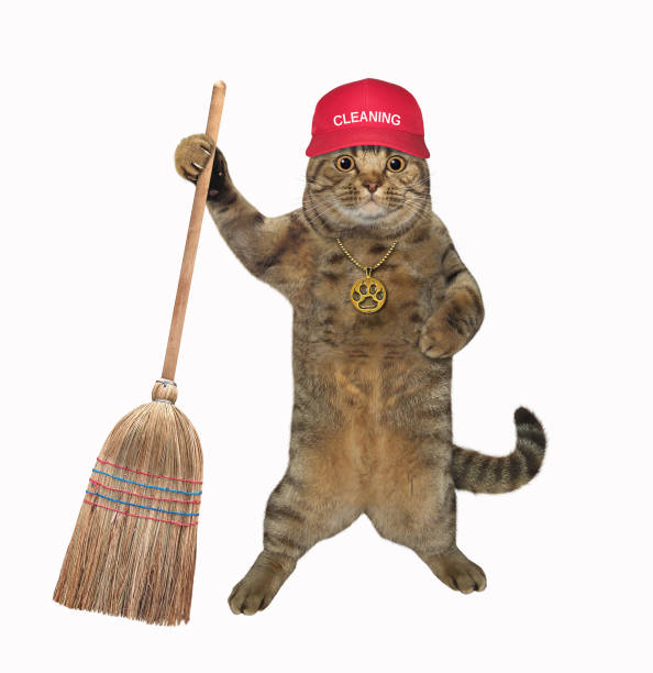 istock Cat stands with straw broom 1320548707