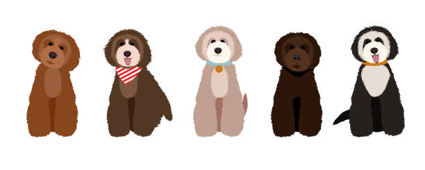 ilustrações de stock, clip art, desenhos animados e ícones de maltipoo, australian labradoodle and poodle cartoon dogs set illustration. - australian culture illustrations