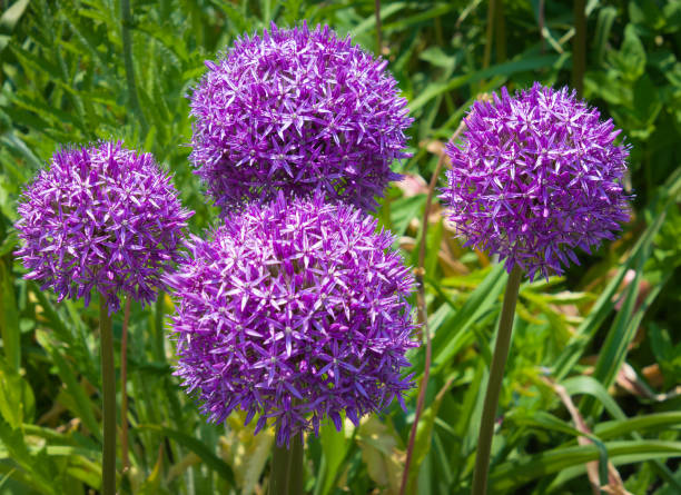 istock Purple  Allium  Flowers 1320549641