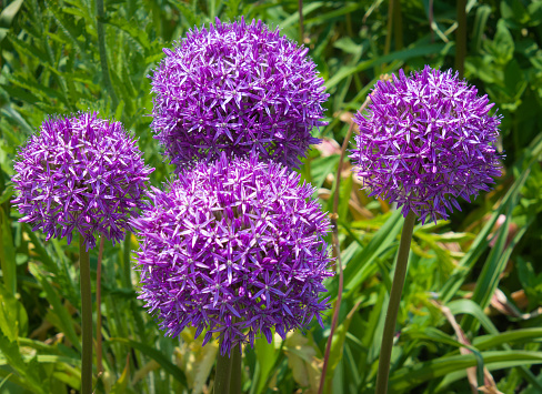 Four purple allium  flowers  grow along a roadway on Cape Cod on a May morning.