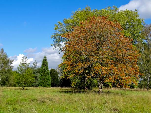 istock Trees with autumn colours 1320550425
