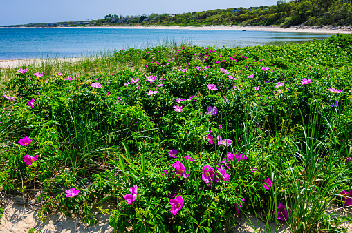 Wild pink Beach Roses (Rosa Rugosa) grow in profusion in the beach sands of Point of Rocks Beach in Brewster, Massachusetts.