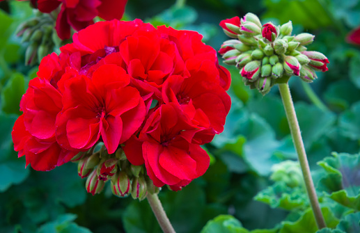 Close up of red geraniums with clusters of unopened flowers.