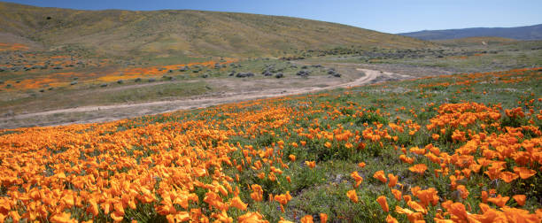 Curving desert dirt road through field of California Golden Poppies in the high desert of southern California USA Curving desert dirt road through field of California Golden Poppies in the high desert of southern California USA antelope valley poppy reserve stock pictures, royalty-free photos & images
