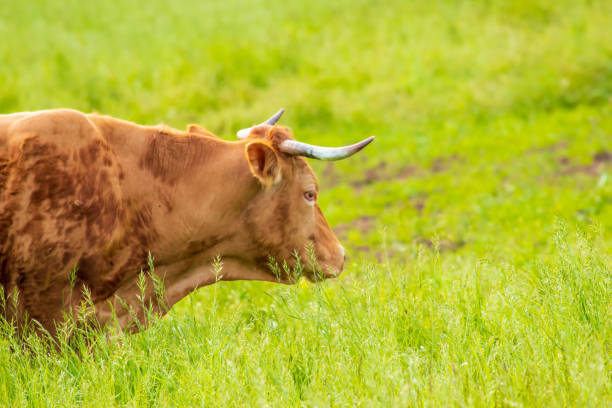 istock Climate impacts due to livestock and milk production 1320552306