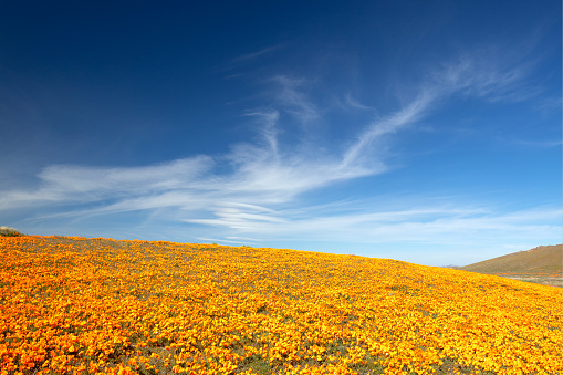 Desert hill blanketed with California Golden Poppies under blue cirrus sky in the high desert of southern California USA