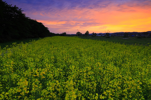 Iwate Prefecture sunrise rape field