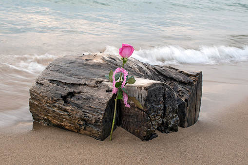 Pink rose with gingham ribbon on driftwood in beach sand