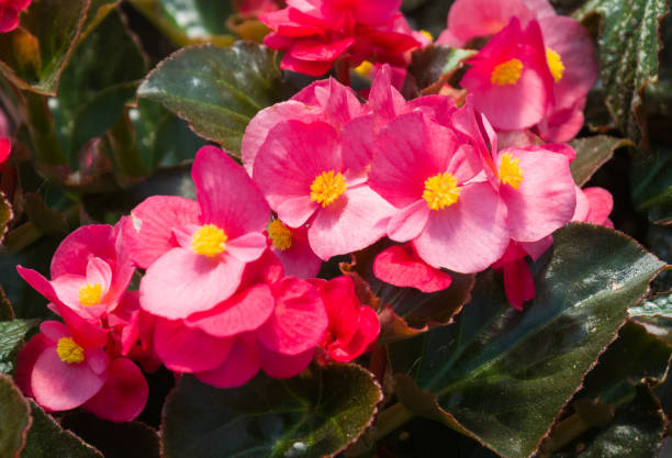 flores rosadas de begonia - begonia fotografías e imágenes de stock