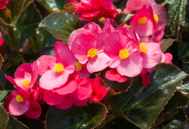 Pink Begonia Blossoms