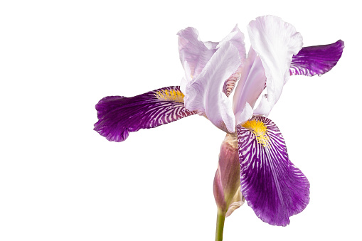 Beautiful blue fleur-de-lis, Iris flower, isolated on white background