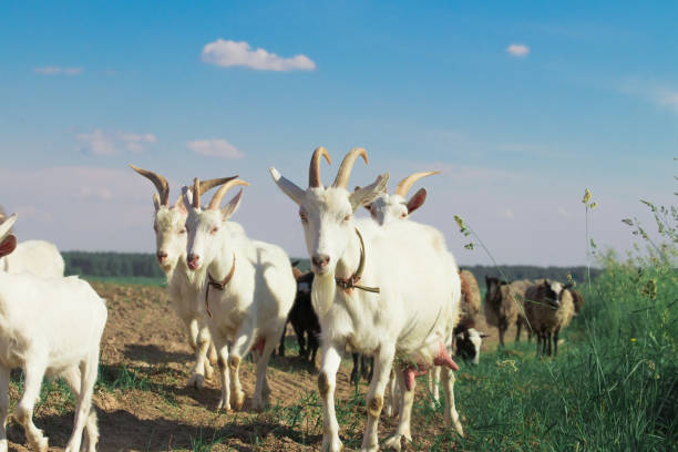 istock flock of goats and sheep graze on the field 1320554239