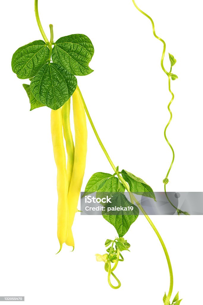 黄色インゲン豆 - つる草のロイヤリティフリーストックフォト