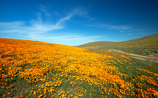 Desert hill blanketed with California Golden Poppies under blue cirrus sky in the high desert of southern California USA