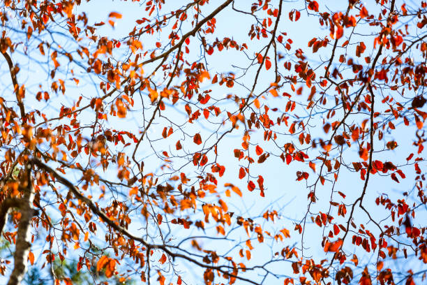 Tree branch with red leaves in Autumn