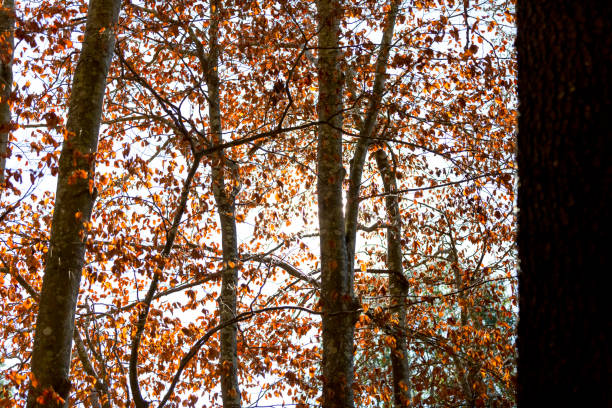 istock Autumn leaves against blue sky, beautiful nature background 1320556272