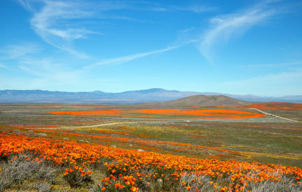 Desert Field of California Golden Poppies under blue cirrus sky in the high desert of southern California USA Desert Field of California Golden Poppies under blue cirrus sky in the high desert of southern California USA antelope valley poppy reserve stock pictures, royalty-free photos & images