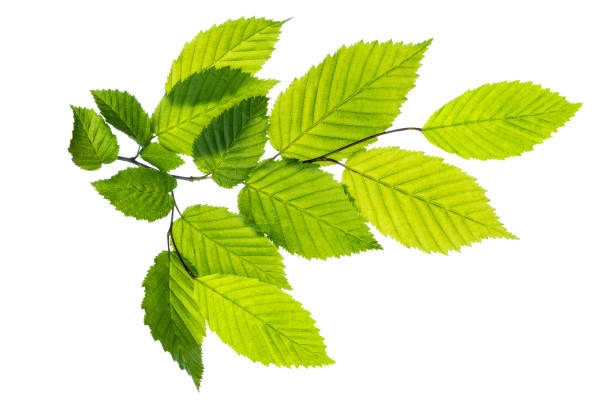 branch of tree with green leaves on white background - beech tree leaf isolated branch imagens e fotografias de stock