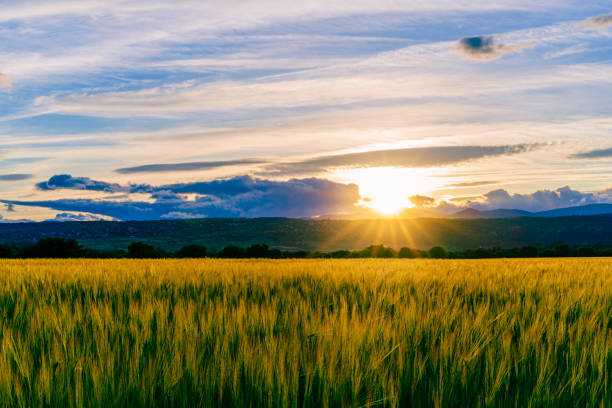 istock sunset over green corn fields with clouds and sunbeams 1320558960