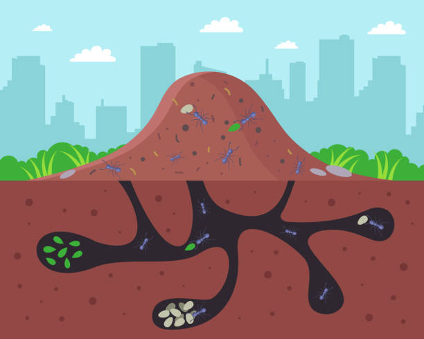 большой муравейник с проходами под землей - anthill stock illustrations