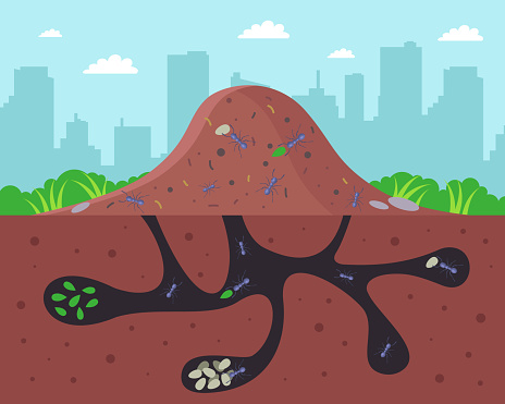 a large anthill with passages underground. flat vector illustration.