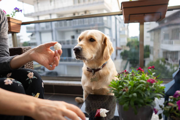 istock Cute dog hoping for a biscuit 1320561520
