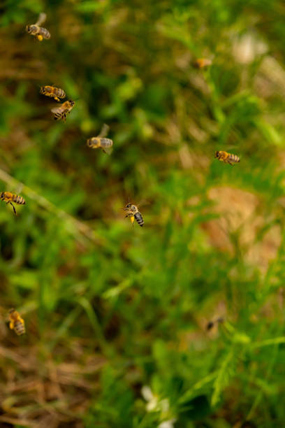 istock Close-up of flaying bees with pollen 1320562247