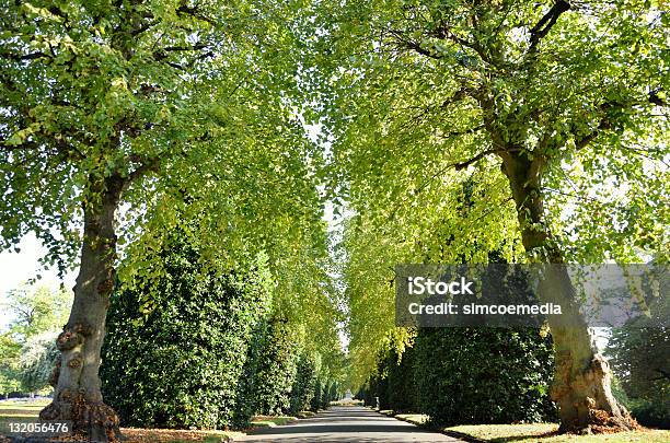 Photo libre de droit de Chester Park En Angleterre banque d'images et plus d'images libres de droit de Allée de jardin - Allée de jardin, Angleterre, Arbre