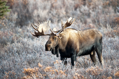 European Elk (Moose) head in nature in Northern Europe